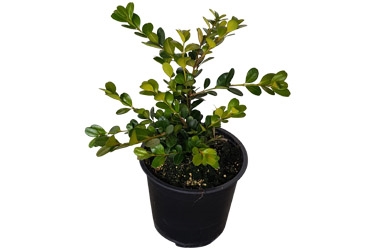 1L Buxus Green Gem.jpg